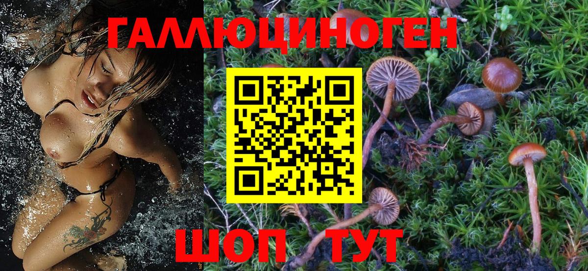 Новороссийск  Псилоцибиновые грибы GOLDEN TEACHER  Вход с VPN 