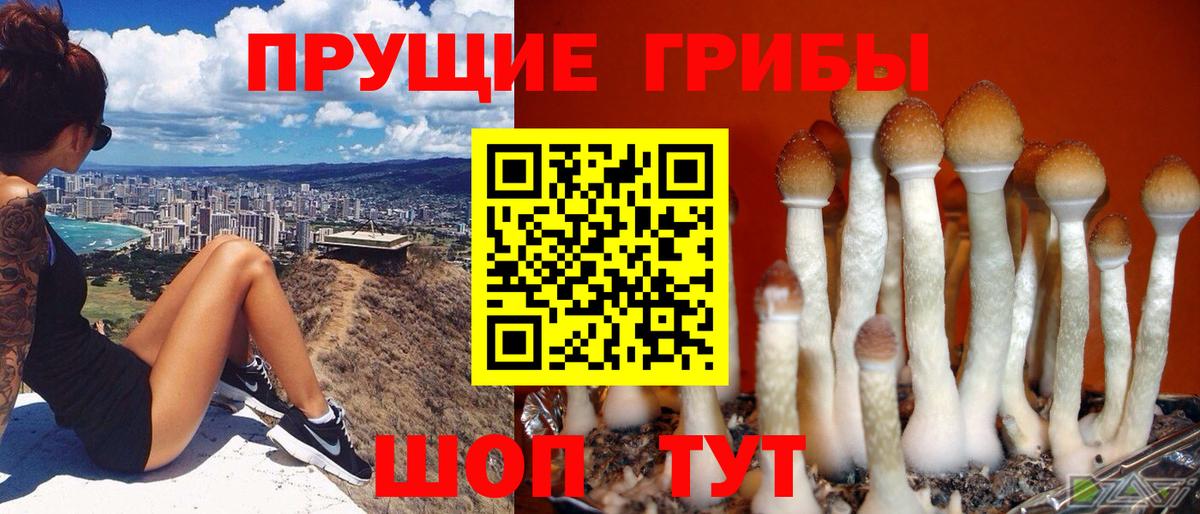 Галлюциногенные грибы Psilocybine cubensis Новороссийск